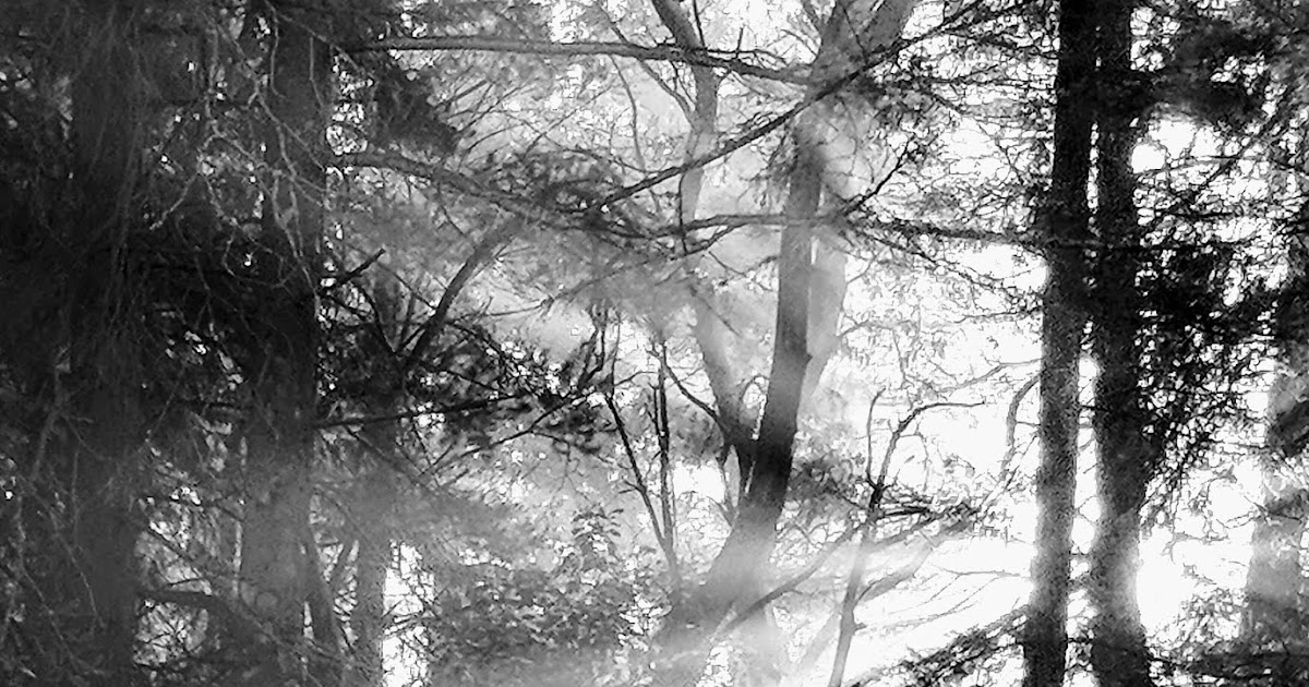 Shoreline Area News Photo Foggy sunrise in Hamlin Park