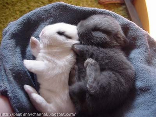 Two cute bunny.