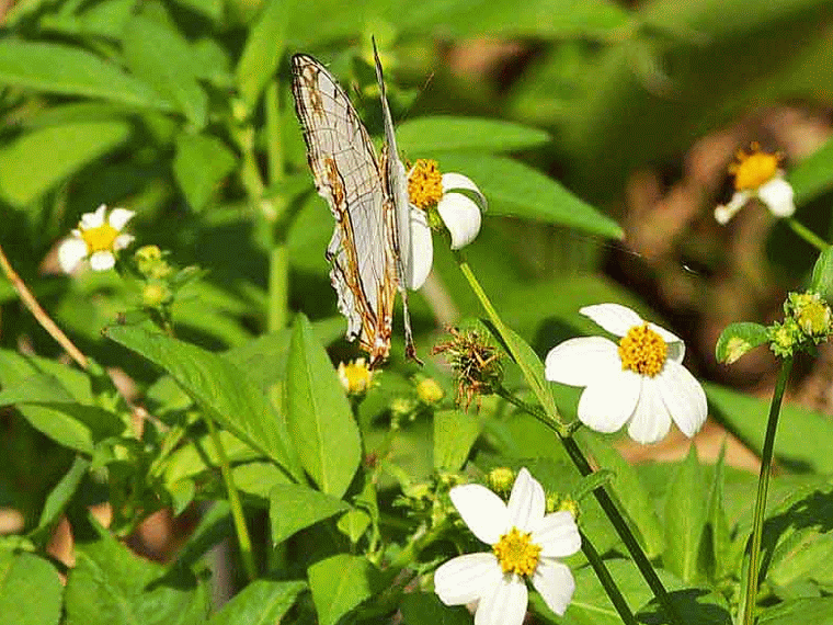 butterfly,Cyrestis thyodamas