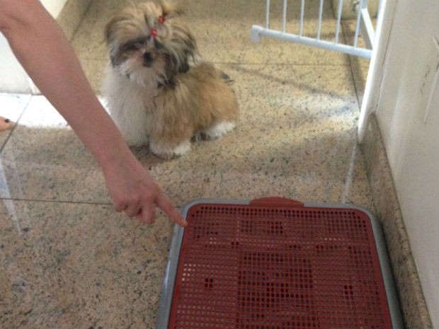 Como ensinar o shihtzu a fazer xixi e cocô no lugar certo