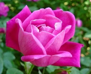 Tips dan Cara Perawatan  Bunga  Mawar  AHLUL BAIT NABI SAW TANI