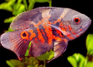 Budidaya Ikan Oscar Di Akuarium Infoakuakultur Com