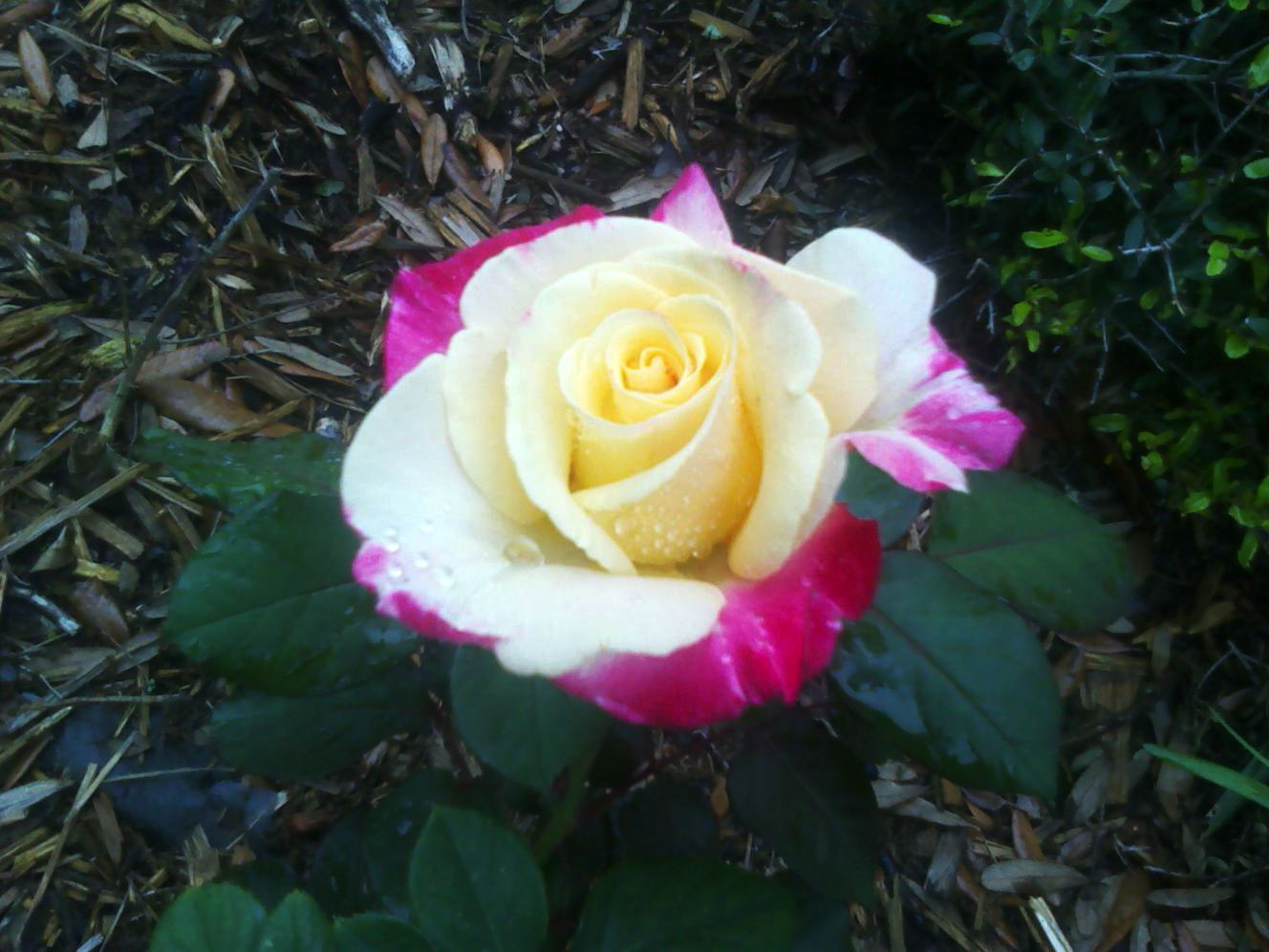 The Rainforest Garden: Blooms in the Rainforest Garden