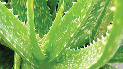 Aloe%2Bvera