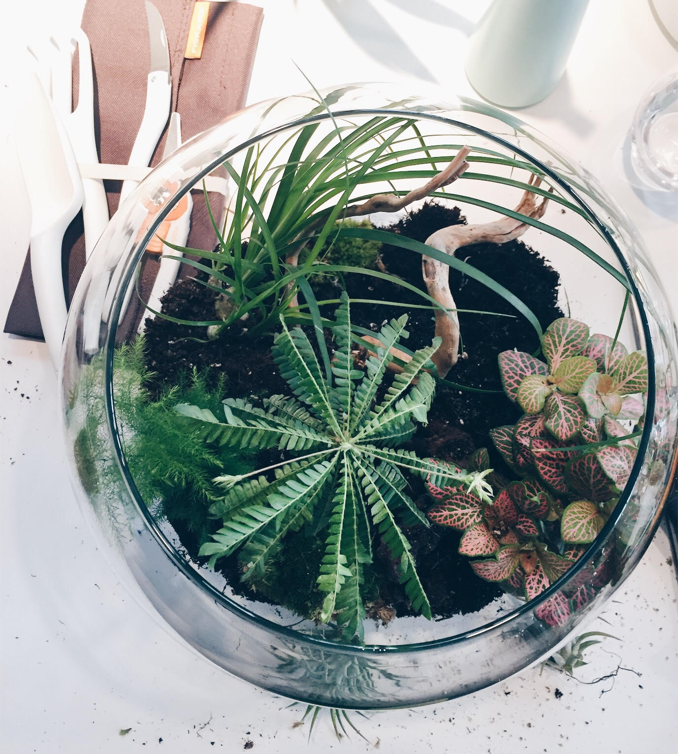 MAKE YOUR OWN TERRARIUM WITH FISKARS WILD & GRIZZLY