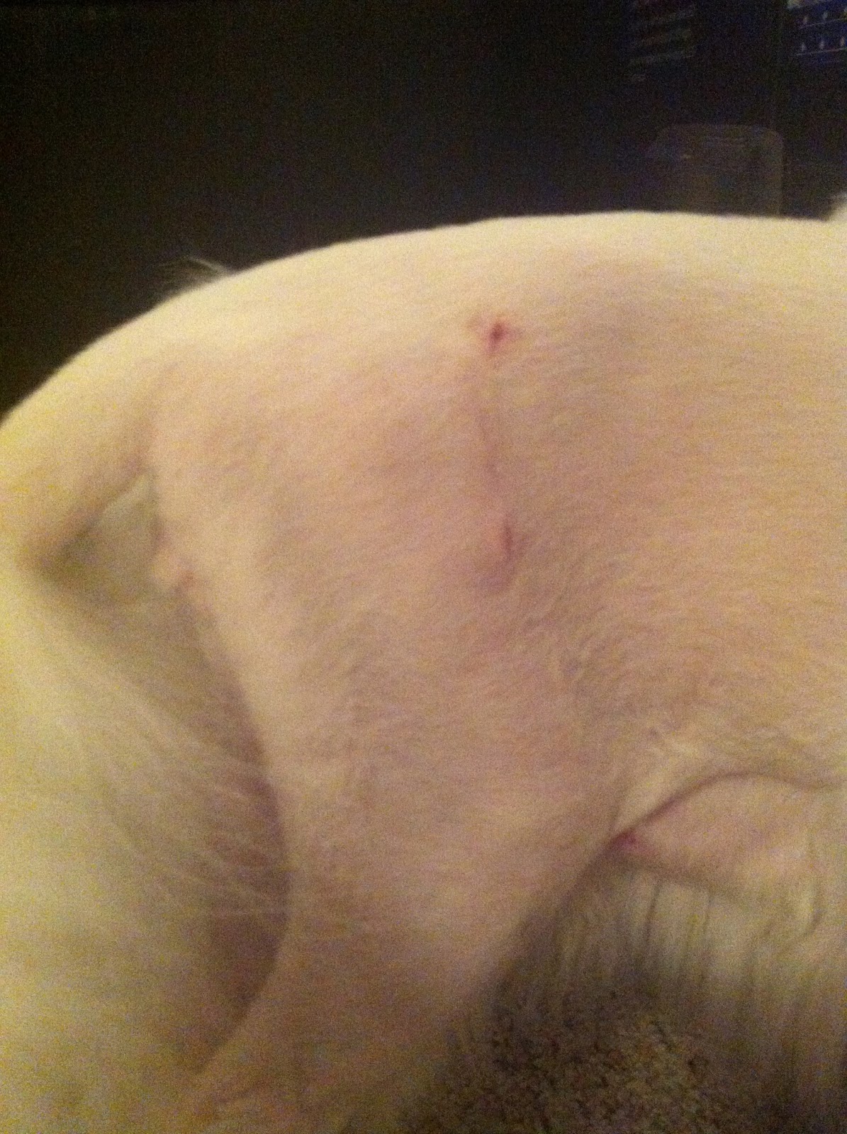 My Cat Mo's FHO Surgery Progress