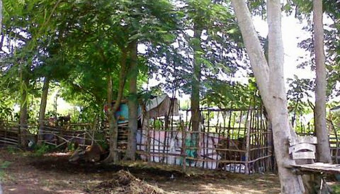 Lahan Museum Gilimanuk Dikapling Warga untuk Ternak