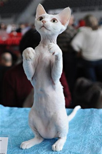Devon Rex