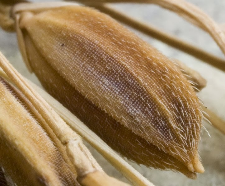 Naturalism the Eighth Sense Don't throw away rice hull or "ipa