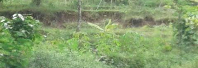 Tanah Retak dan Amblas - Desa Bekiring - Warga Mengungsi