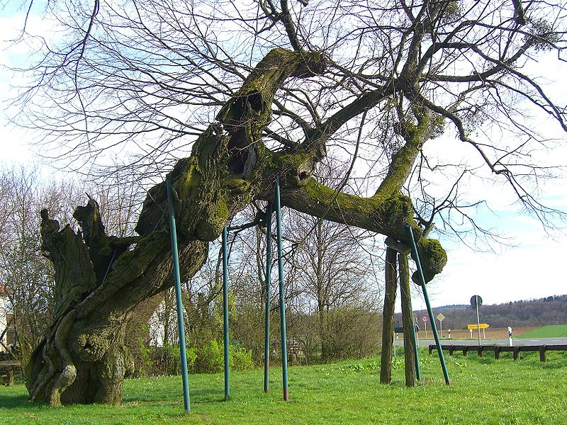 Littleleaf Linden: Tree with a Past - Arbor Day Blog