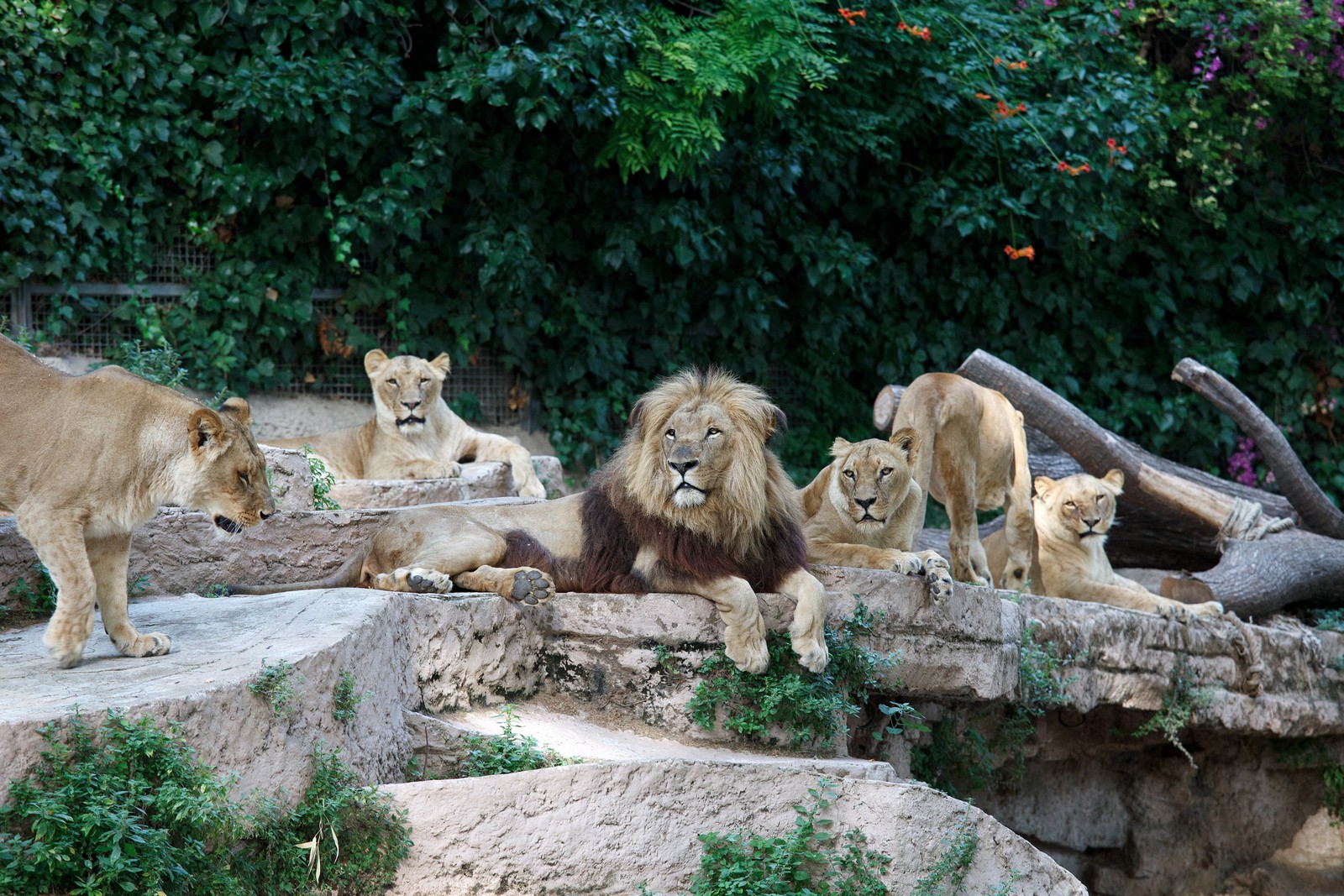 Зоопарк Барселоны (Zoo de Barcelona)
