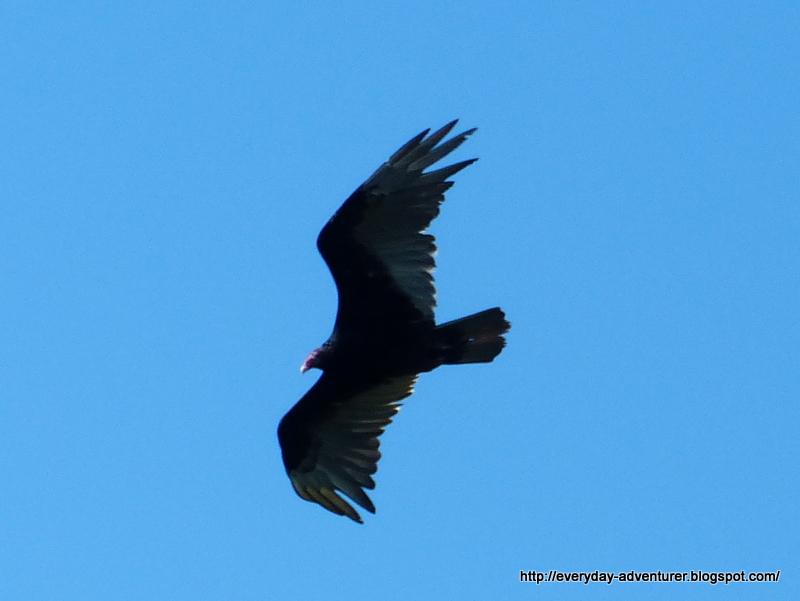 The Everyday Adventurer Turkey Vultures Are Circling