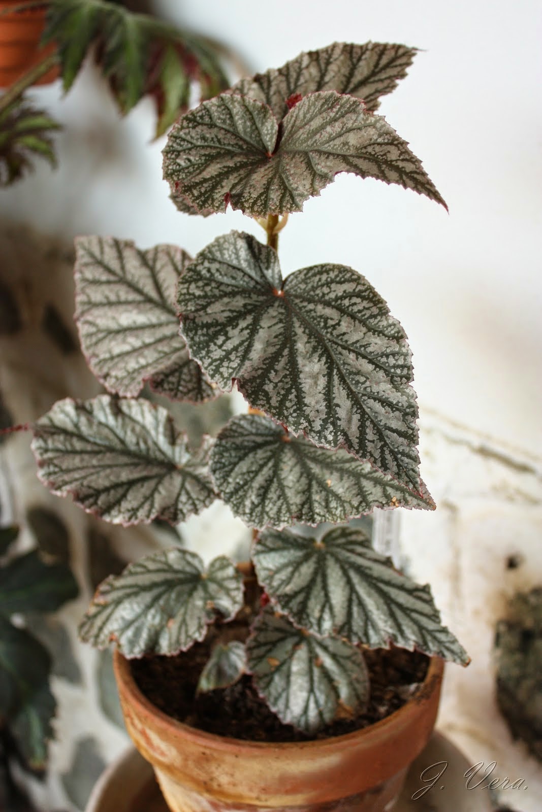 Бегония париж Бегония париж