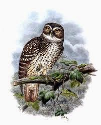 ninox odiosa ninox odiosa