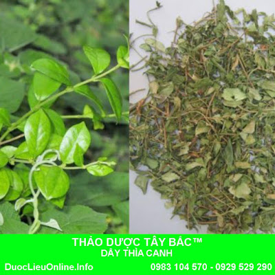 DÂY THÌA CANH