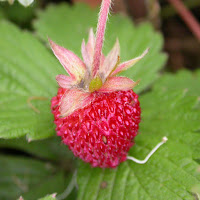 poziomki poziomki