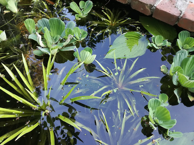 rośliny wodne, osoka aloesowata, pistia