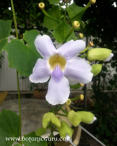 Thunbergia grandiflora, Clock Vine, Skyflower Vine, Blue Trumpet flower front view