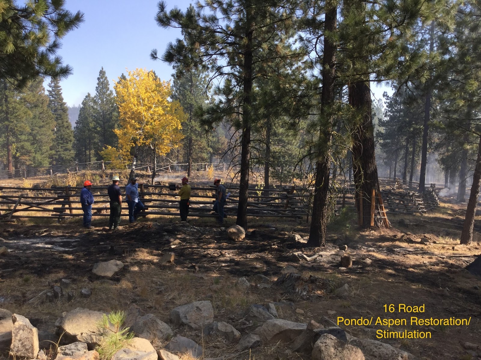 Prescribed Fire as an Aspen Regeneration Tool