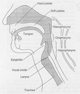 pemasangan endotrakeal tube