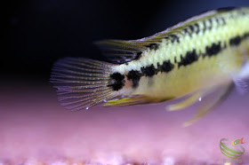 Apistogramma sp."pacman"