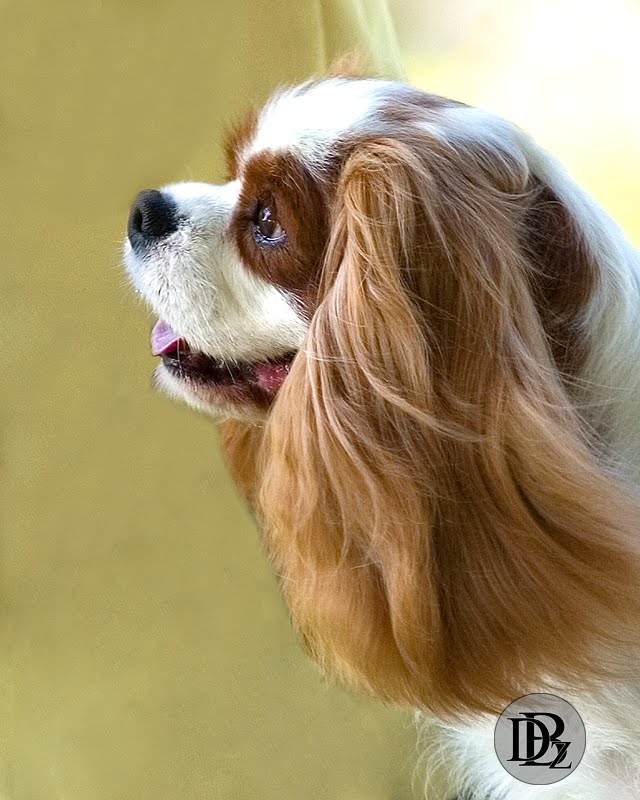 Welcome to the DogBreedz Blog!: Bring on the Cavalier King Charles