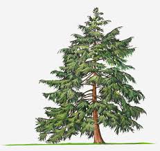hemlock.jpg