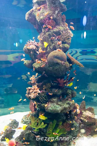 kayıp balık Nemo benzeri renkli palyaço balıklarının yüzdüğü bir mercan resifi, Sea Life Akvaryum İstanbul