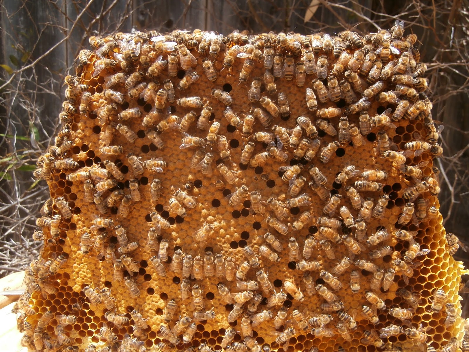 My Bee Journey: July 2015