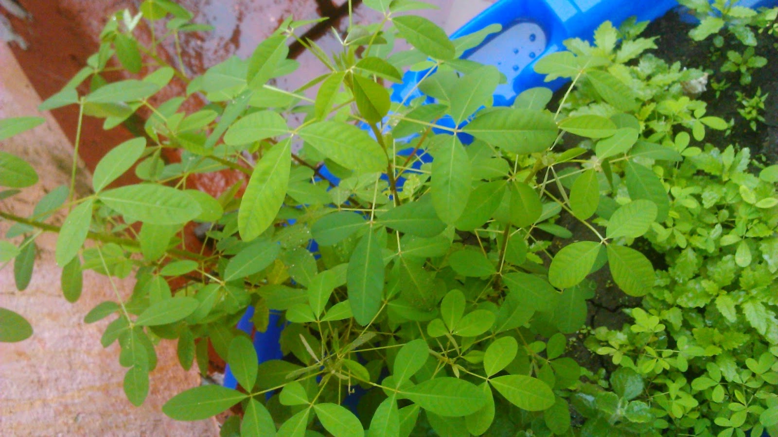 Chipilin
