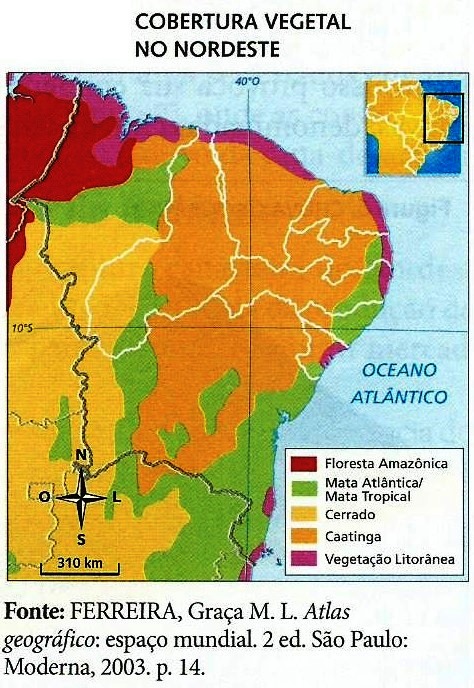 Resultado de imagem para nordeste vegetação
