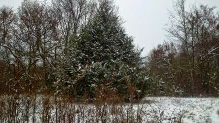 winter, snowfall, Countrified Hicks, snow on the homestead