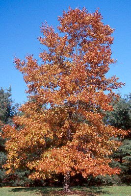 Pinelands Nursery: Quercus velutina - Black Oak