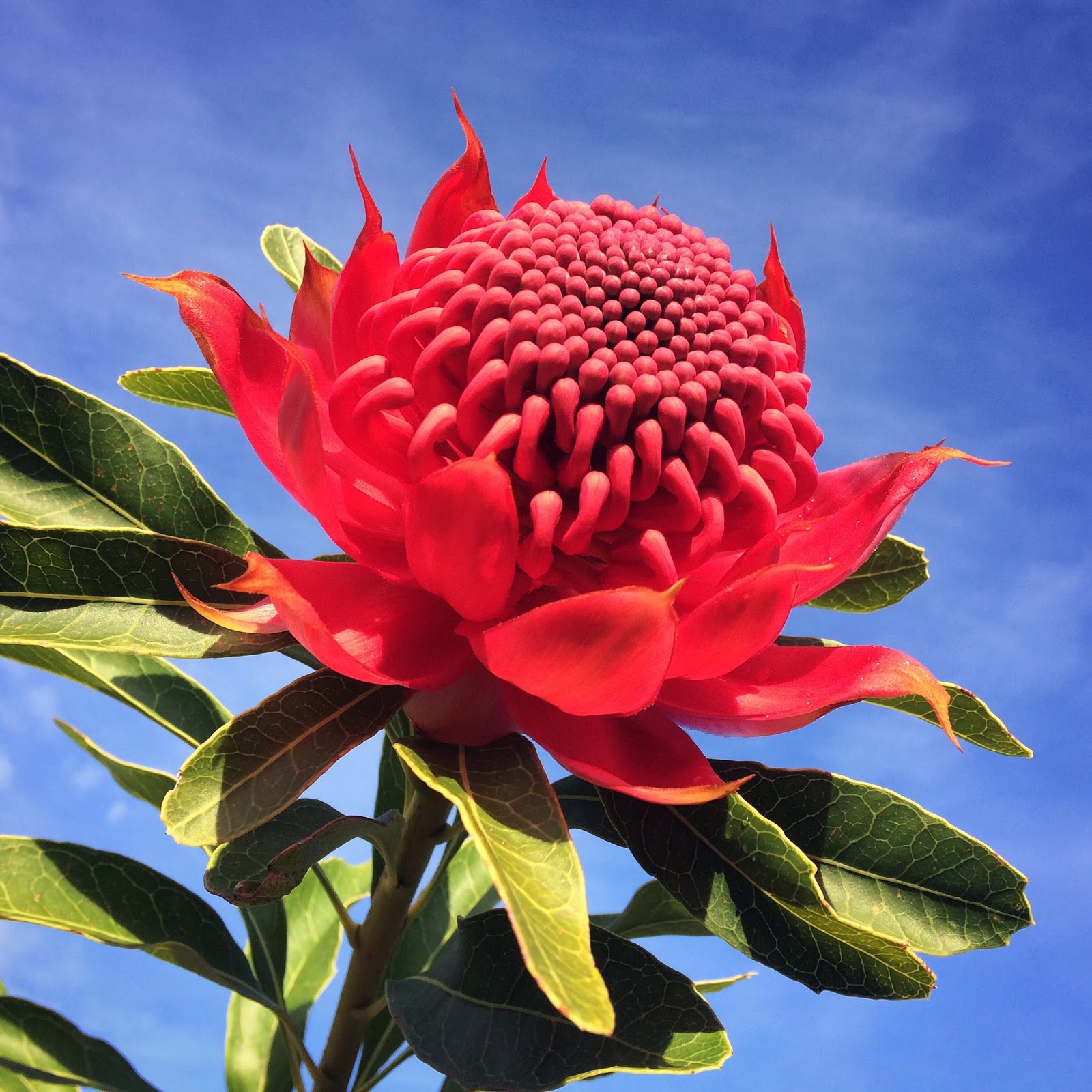 Swallows Nest Farm November Flowers