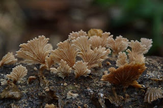 jamur grigit kayu, Komune Schizophyllum