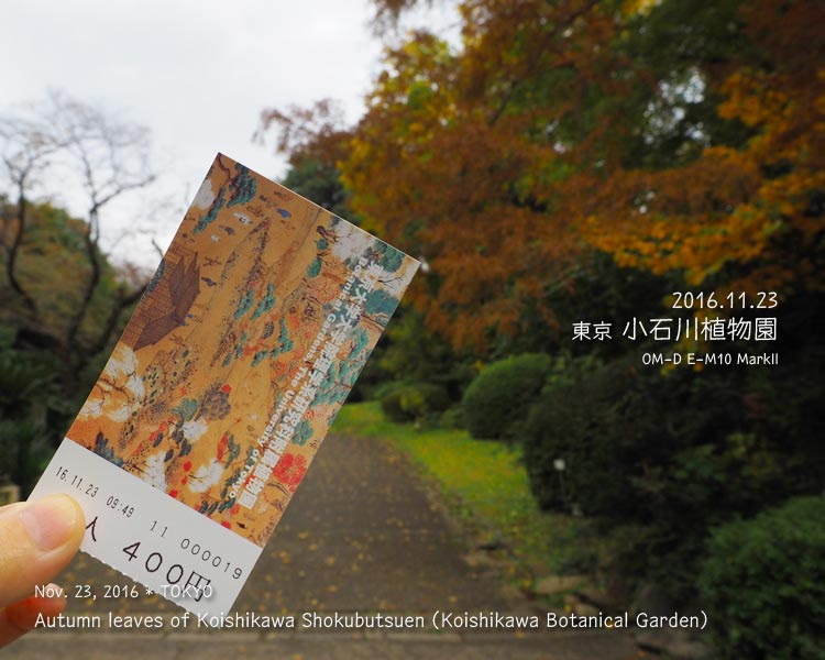 小石川植物園の紅葉