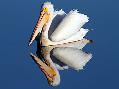 white pelican with reflection
