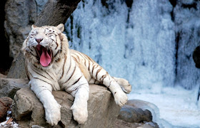 The Biggest Animals Kingdom: White Tiger