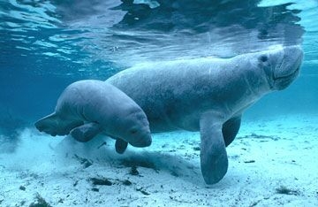 CONSERVACIÓN DEL MANATI: ¿Sabías que en Florida es ilegal abrazar y ...