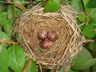 Red-vented Bulbul Eggs
