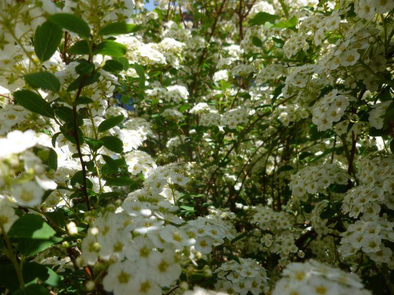 10 Meilleures Images Du Tableau Arbre Arbre D Ornement Faire