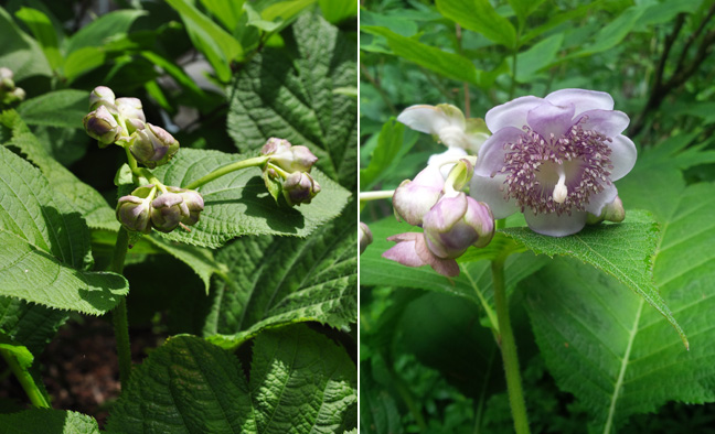 Proven Winners Colorchoice Plant Of The Week Plant Of The Week