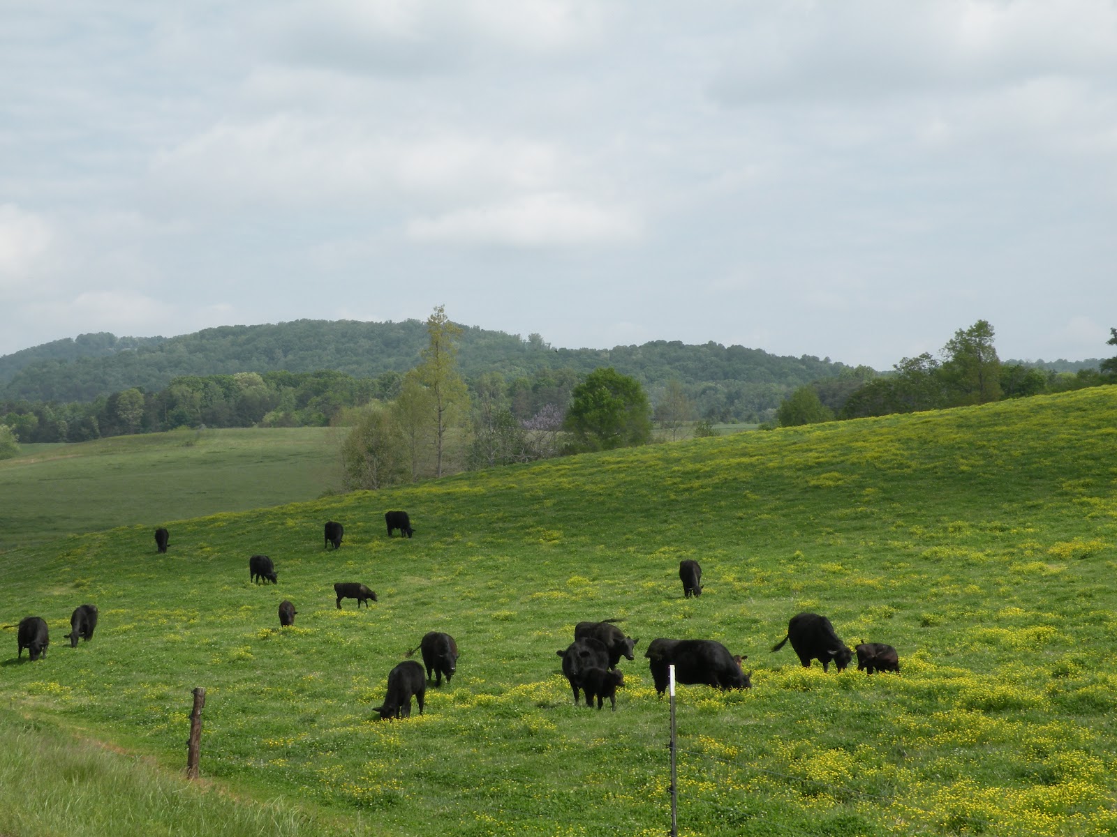 Will The Real Isaac Jones Please Step Forward? Hunting Creek, Surry