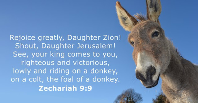 Rejoice greatly, Daughter Zion! Shout, Daughter Jerusalem! See, your king comes to you, righteous and victorious, lowly and riding on a donkey, on a colt, the foal of a donkey. 