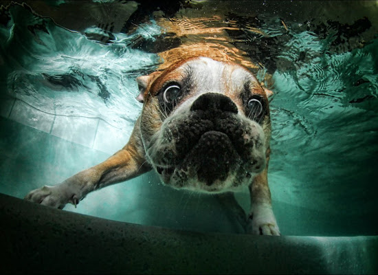 fotografías de perros nadando bajo el agua