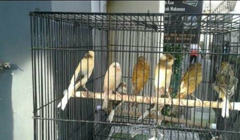 Analisa Usaha Ternak Kenari Sangkar Gantung 2020 Contoh Usaha Kecil Kecilan Dirumah