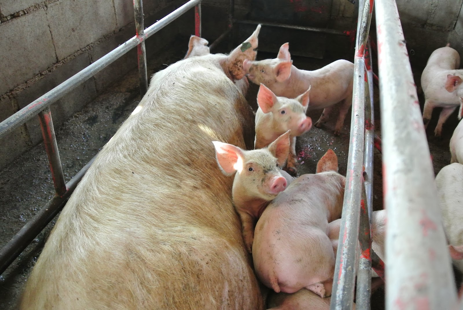 SMART Botswana 2014 Day 3 MoA Multiplication Unit and Piggery Expert