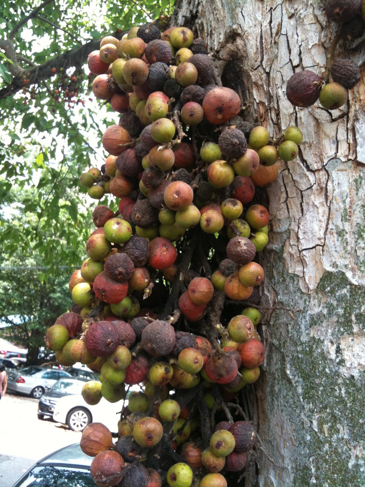 Swiftlet Farming Million Dollars A Year Potential. Starting A