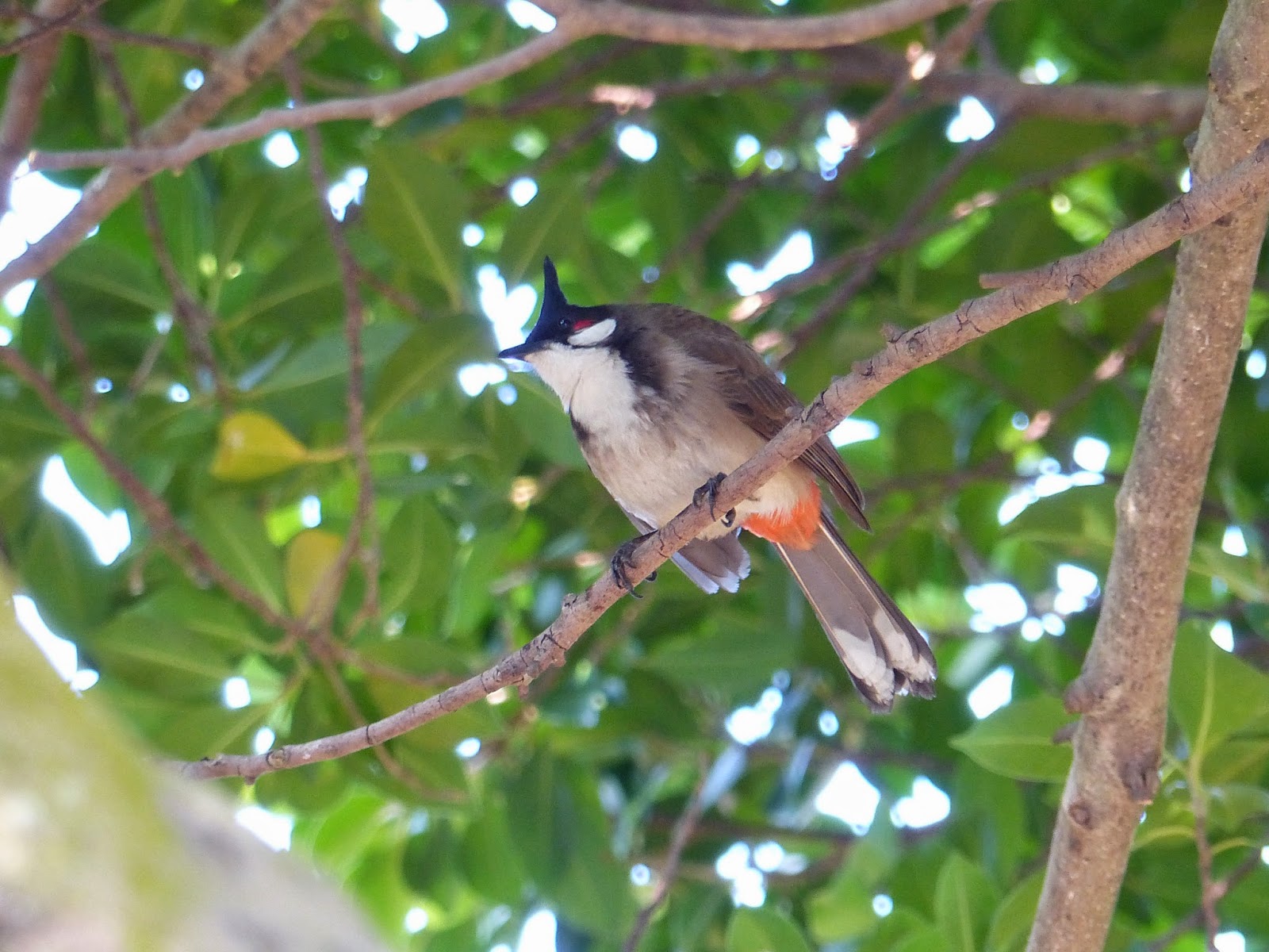 貓頭鷹雜貨舖: 【雀仔園】香港公園常見雀鳥